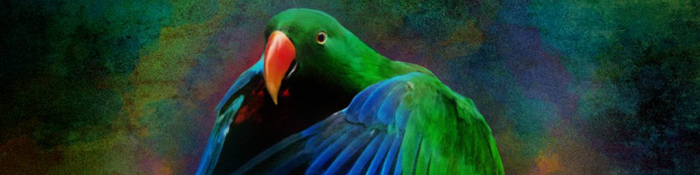 The Eclectus Parrot Blog